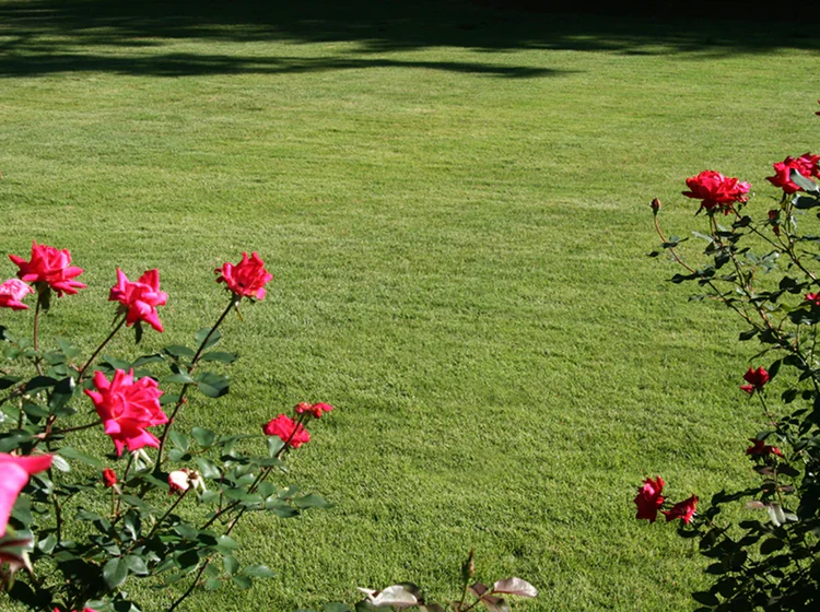 Centipede Sod installation