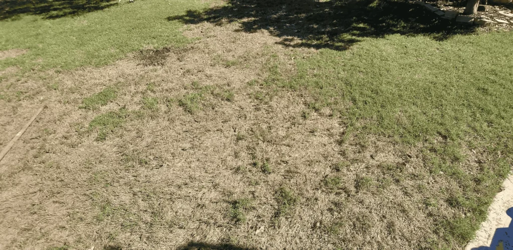 Bermuda grass lawn in Dawsonville GA showing thin, dormant, and scalped patches surrounded by greener turf — example of mowing too short too early in spring before full green-up