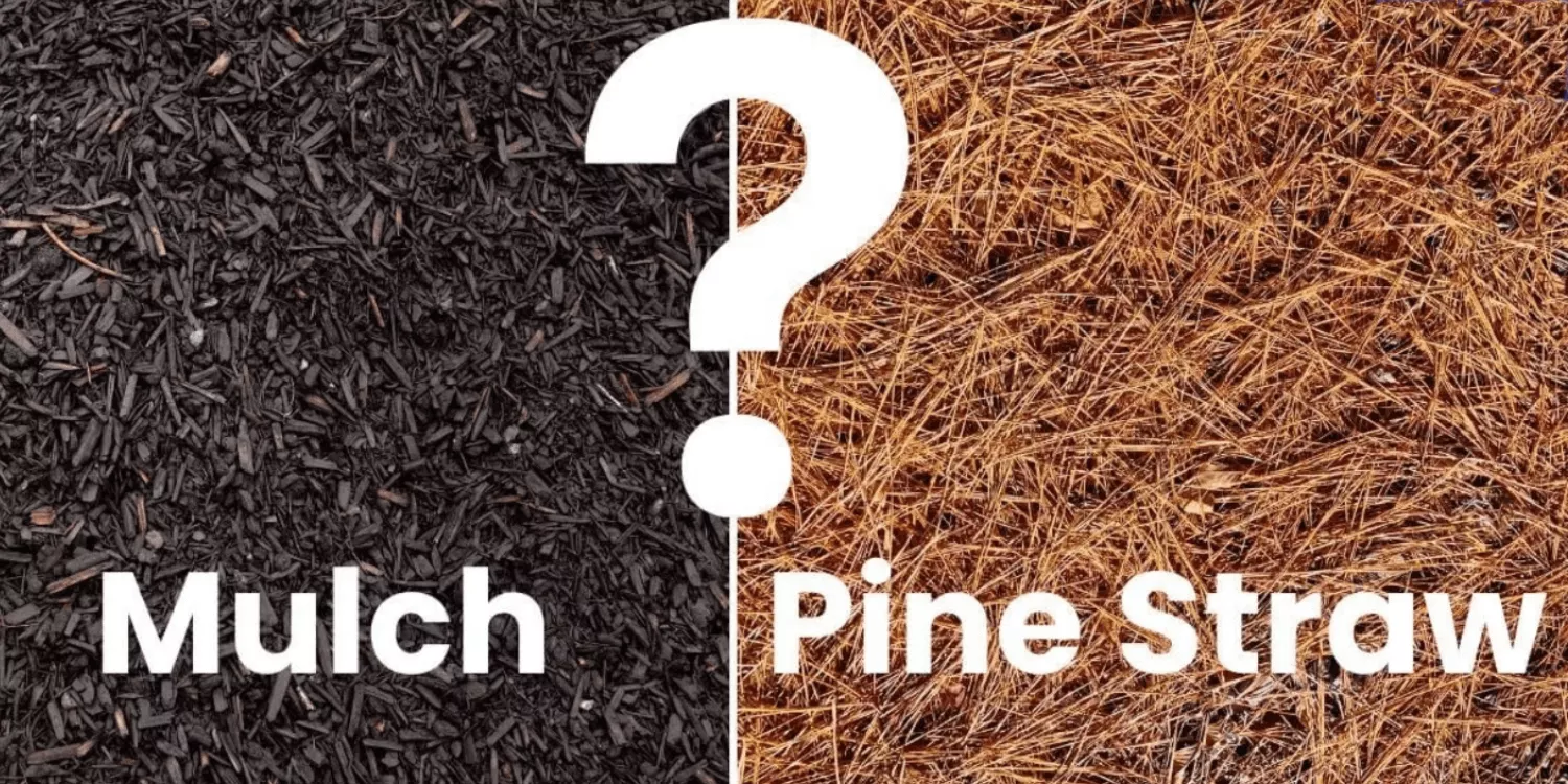 Pine Straw vs. Mulch — Which Is Right for North Georgia Beds?