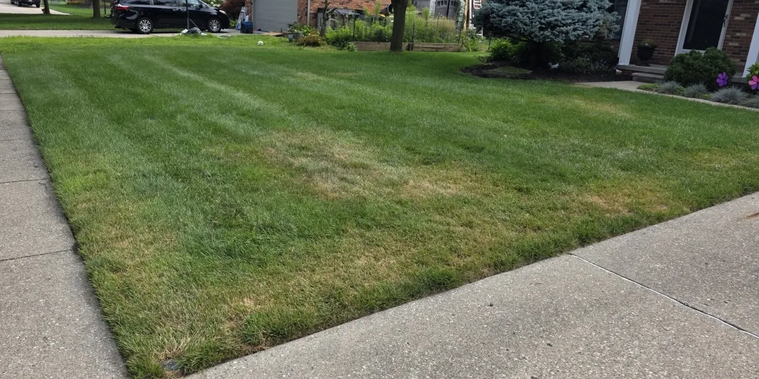 Residential front lawn in a Dawsonville GA neighborhood showing irregular brown and tan patches consistent with Brown Patch or Dollar Spot fungal disease amid otherwise green grass near a sidewalk and driveway