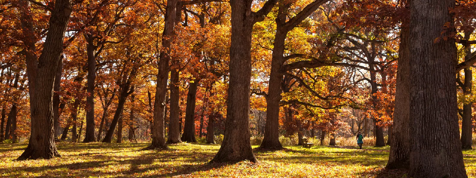 White Oak Leaf Clean-up in North GA: Is One Cleanup Enough